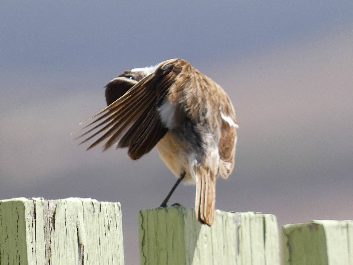Fuerteventura Stonechat - ML633970677