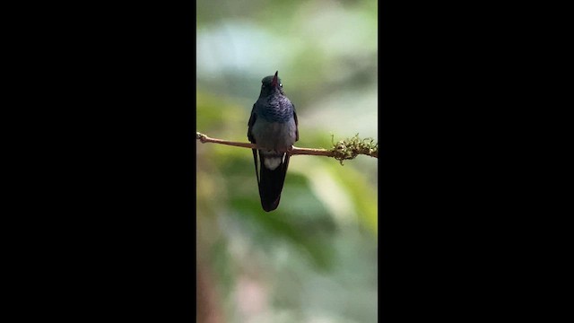 Bronze-tailed Plumeleteer - ML633970715