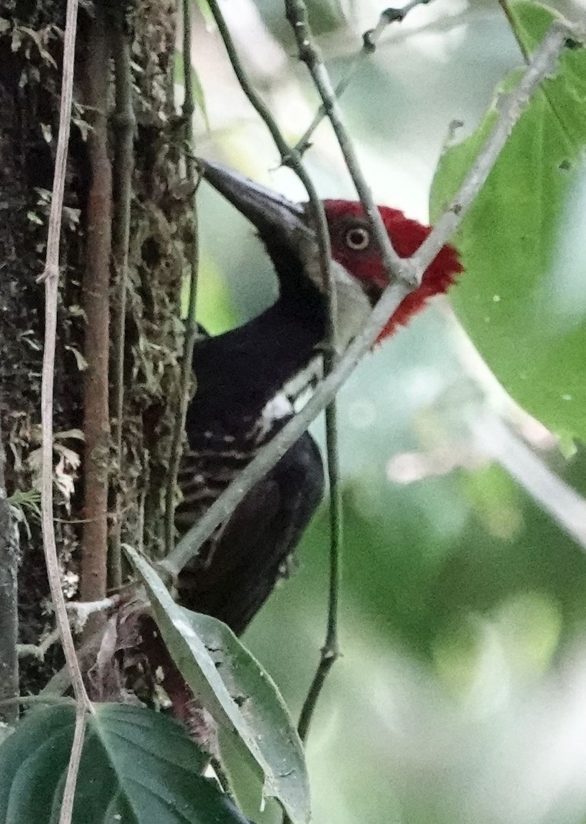 Guayaquil Woodpecker - ML633970754