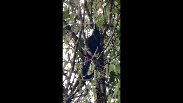 Yellow-eared Toucanet - ML633970875