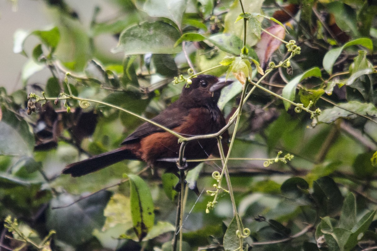 Silver-beaked Tanager - Luiz Carlos Ramassotti