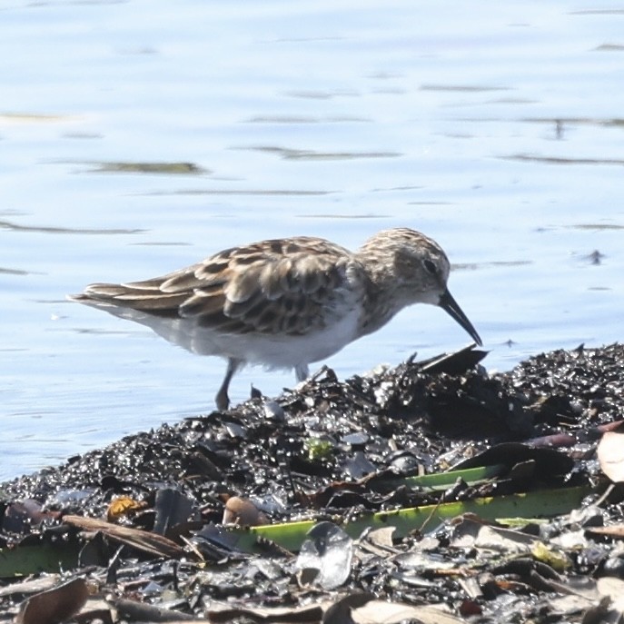 Calidris sp. (peep sp.) - ML633970973