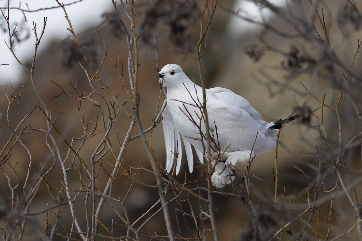 Willow Ptarmigan - ML633971019