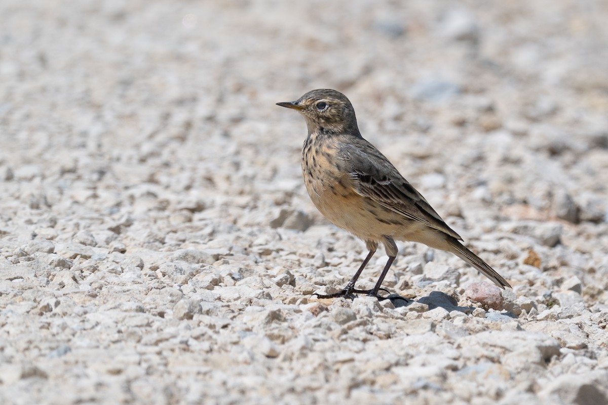 American Pipit - ML633971087