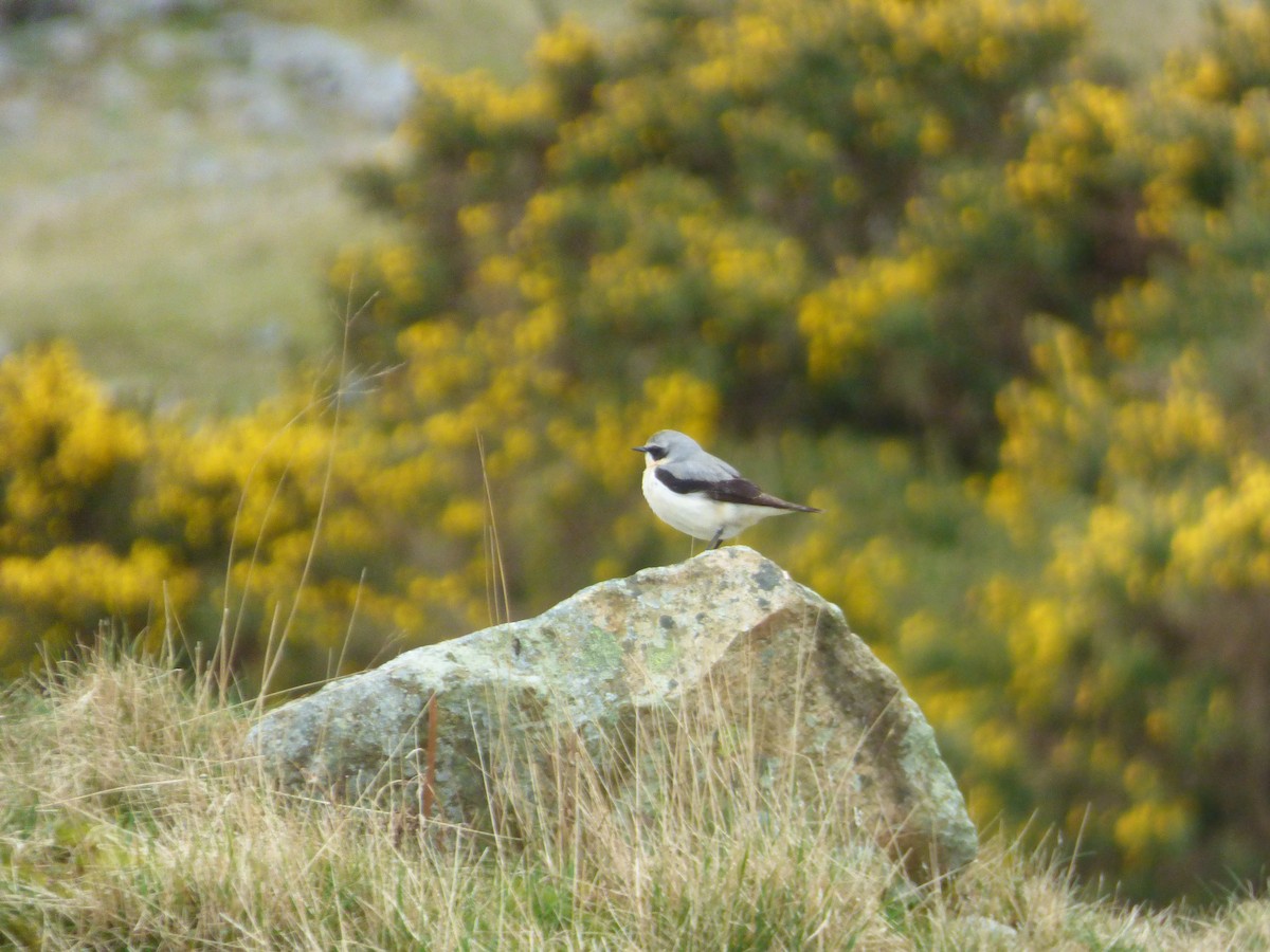 eBird Checklist - 18 Apr 2025 - Carrock Fell - 23 species