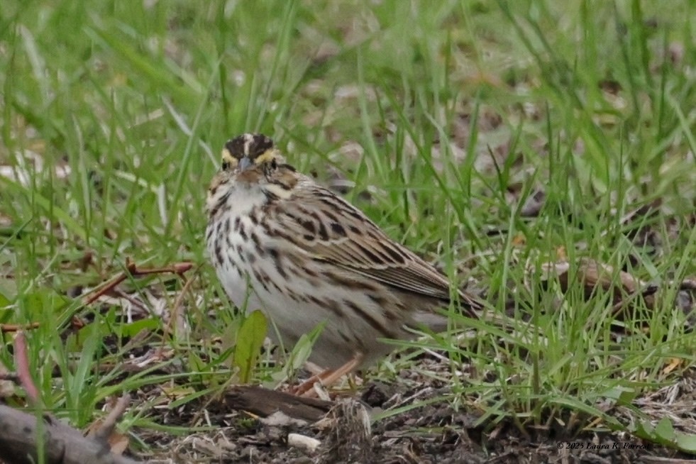 Savannah Sparrow - ML633971195