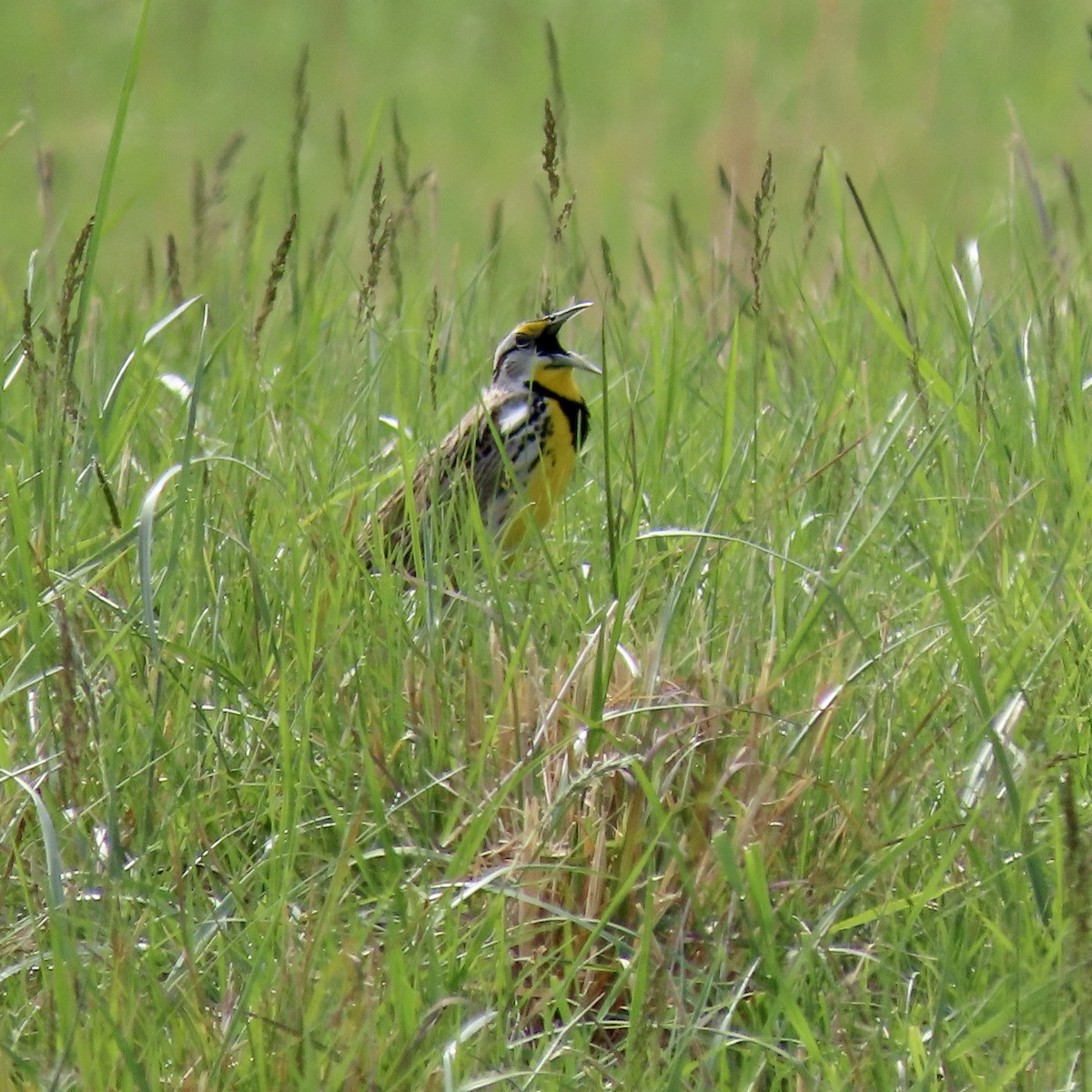 Eastern Meadowlark - ML633971338
