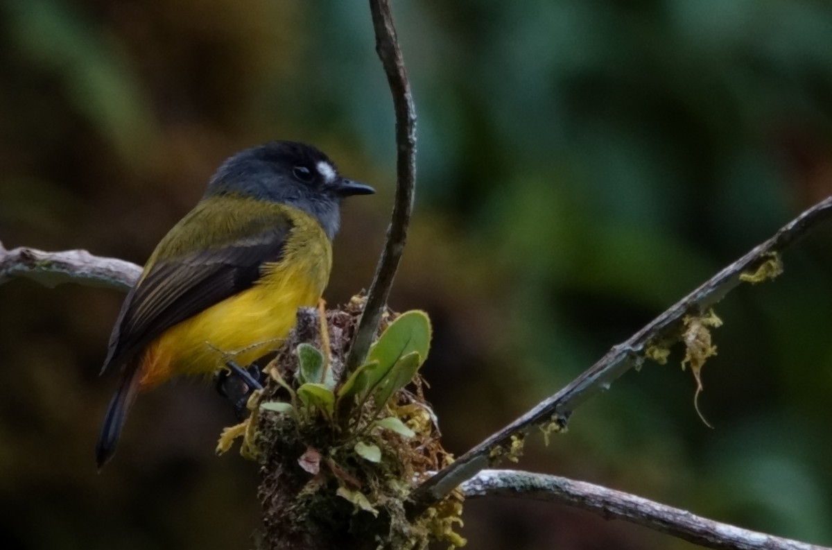 Ornate Flycatcher - Edwar H Guarín (@edwarhguarin)