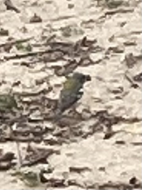 Northern Parula - ML633971884