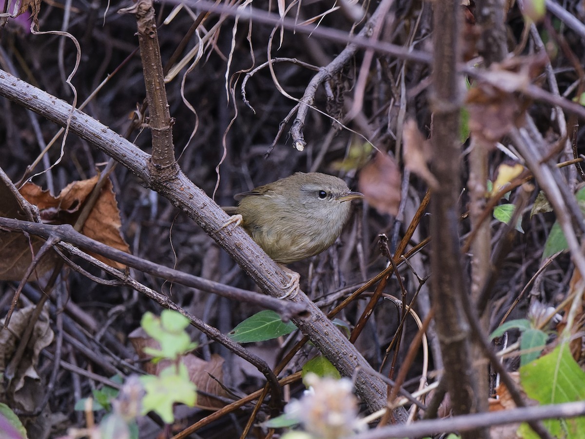 Brownish-flanked Bush Warbler - ML633972003