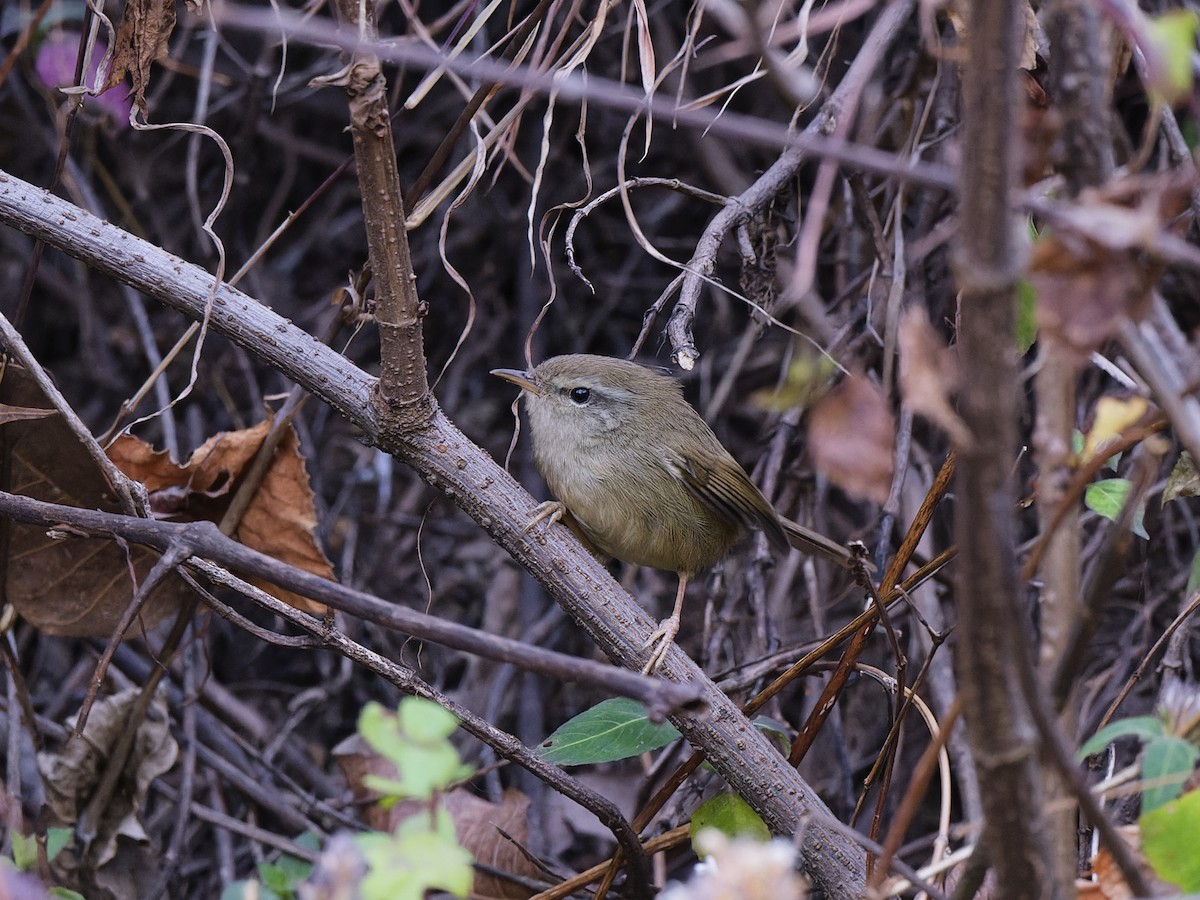 Brownish-flanked Bush Warbler - ML633972014