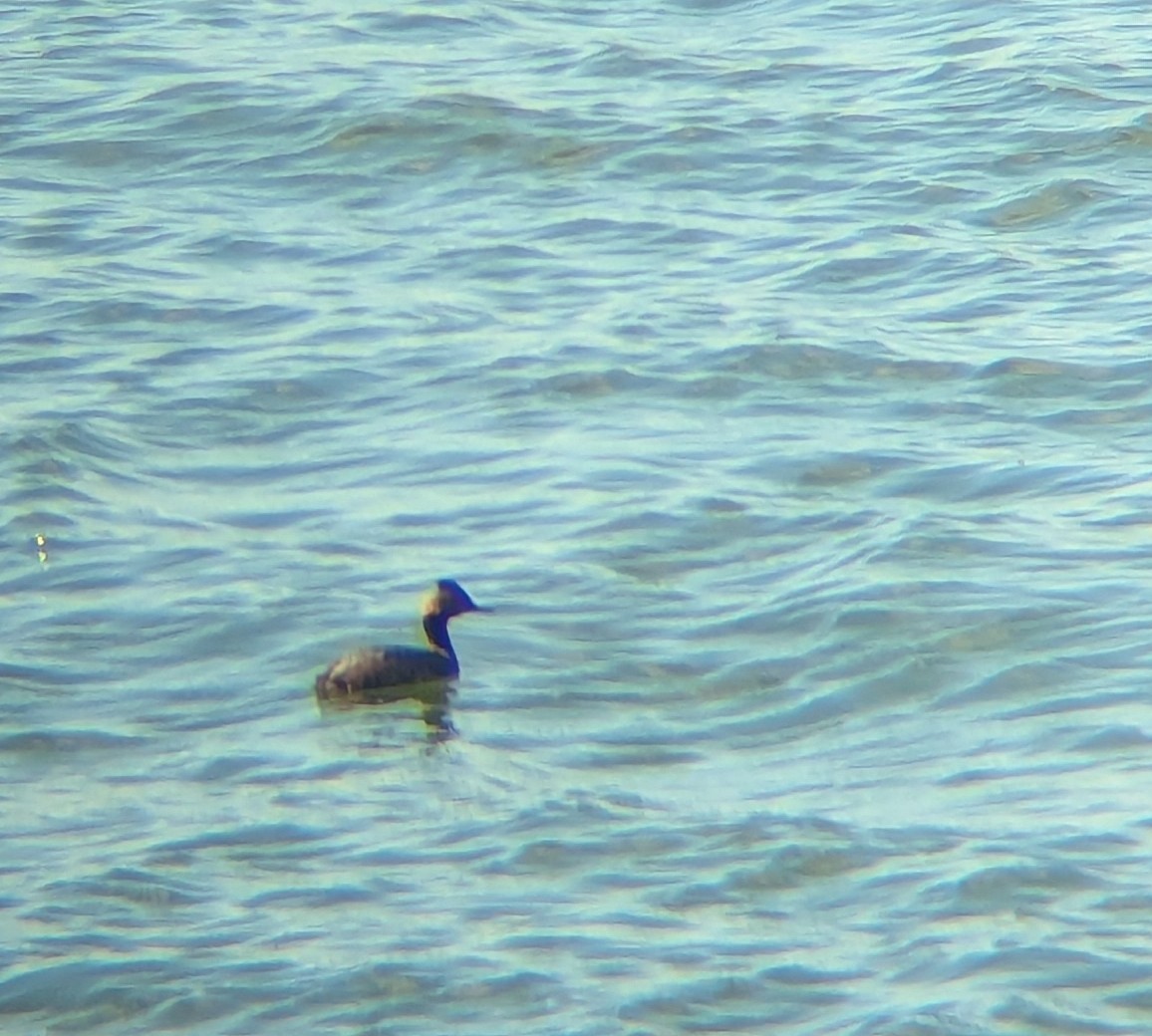 Eared Grebe - ML633972068
