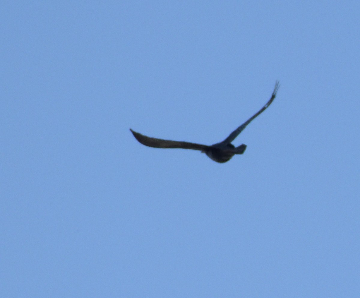 Great-tailed Grackle - ML633972182