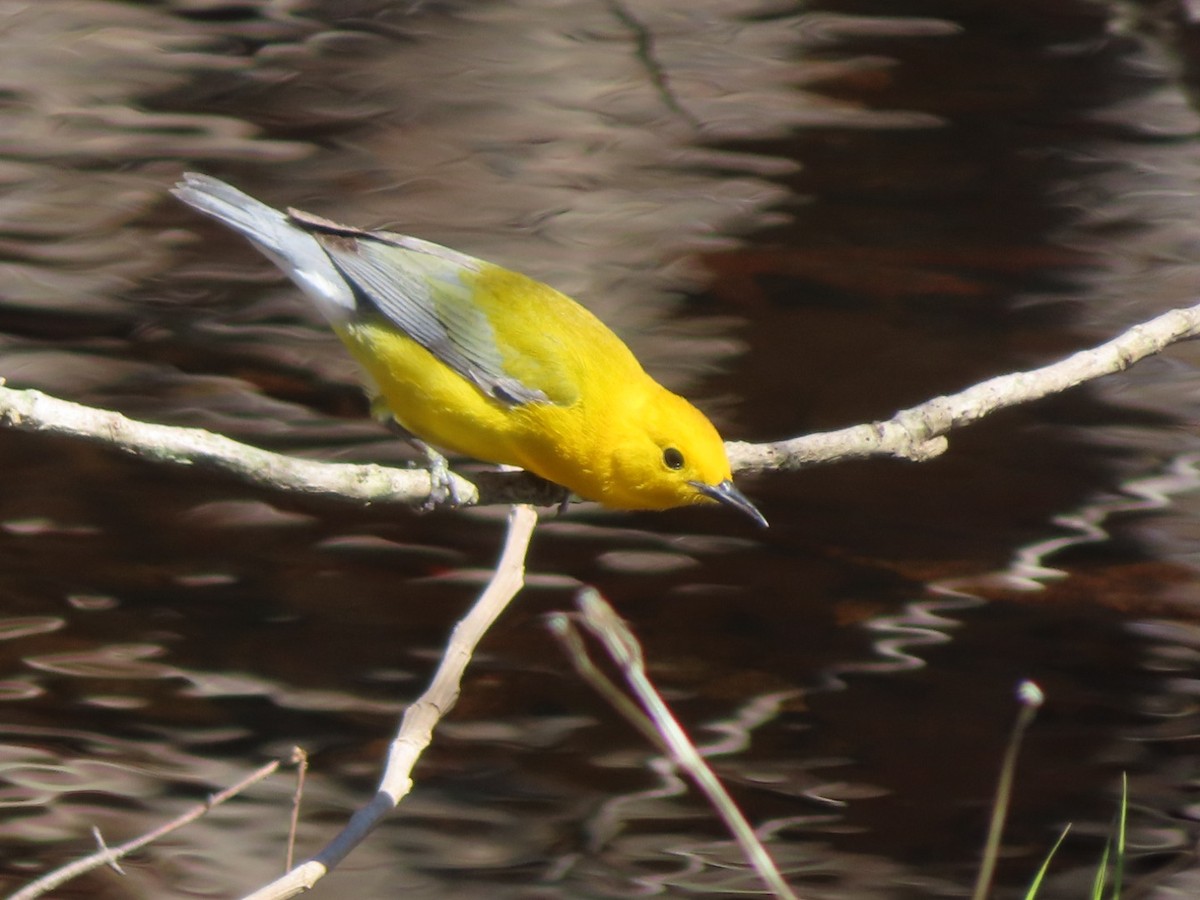 Prothonotary Warbler - Lani Sherman