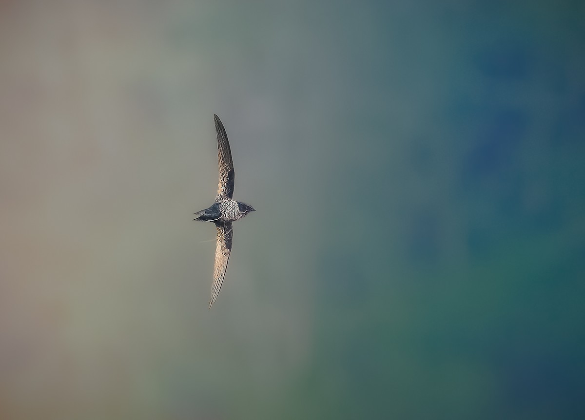 Dark-rumped Swift - ML633972655