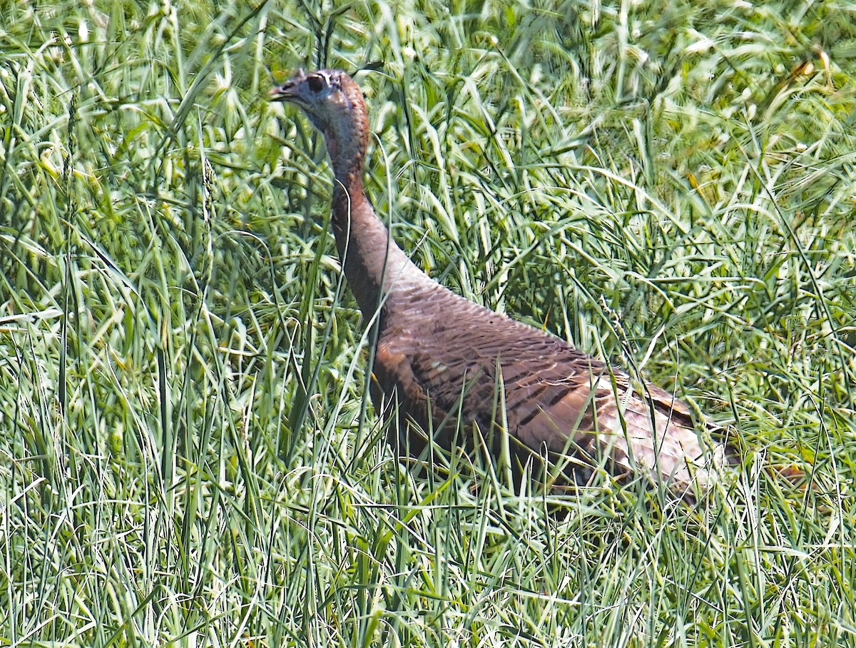 Wild Turkey - ML633972768