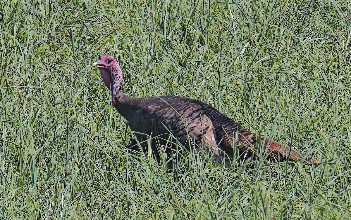 Wild Turkey - ML633972769