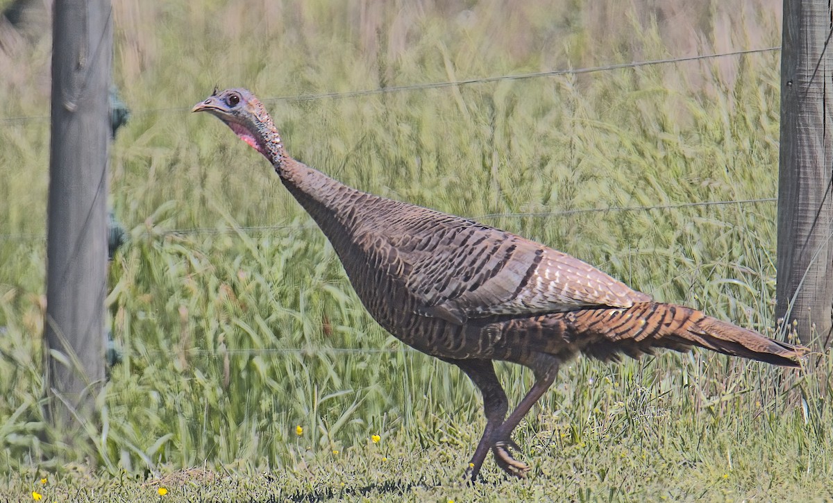 Wild Turkey - ML633972770