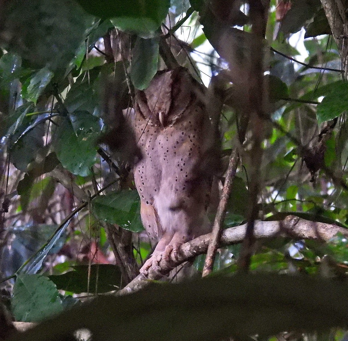 Sri Lanka Bay-Owl - ML633973013