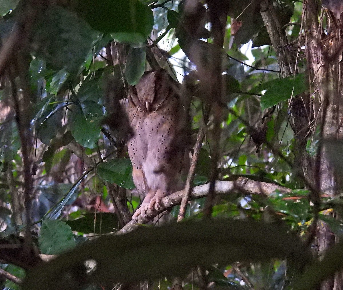 Sri Lanka Bay-Owl - ML633973015