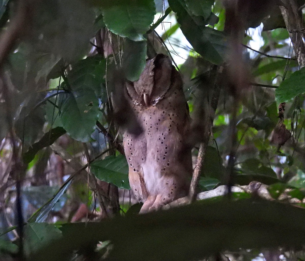 Sri Lanka Bay-Owl - ML633973016