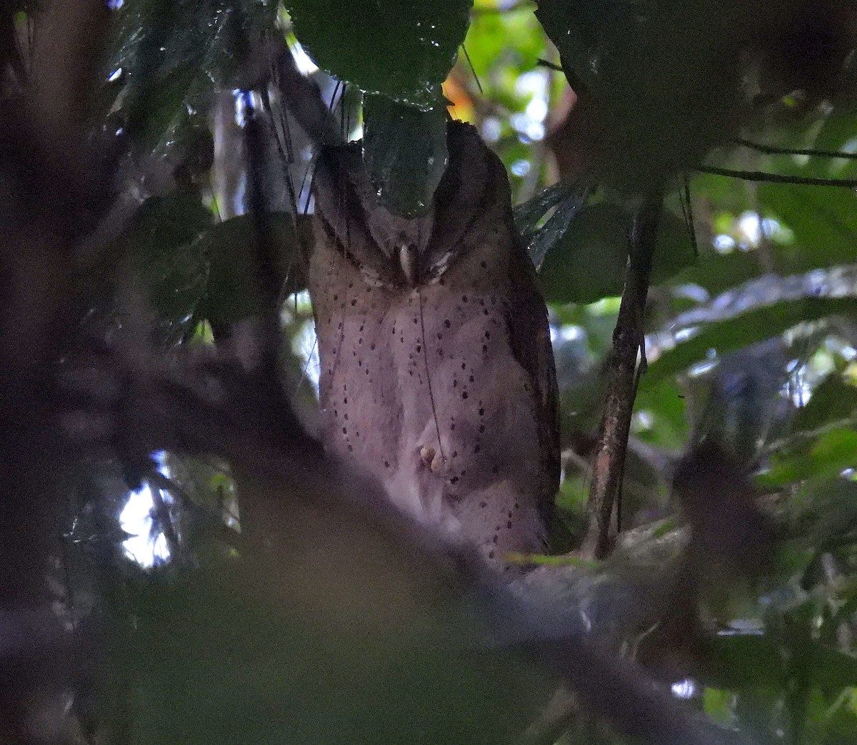 Sri Lanka Bay-Owl - ML633973018