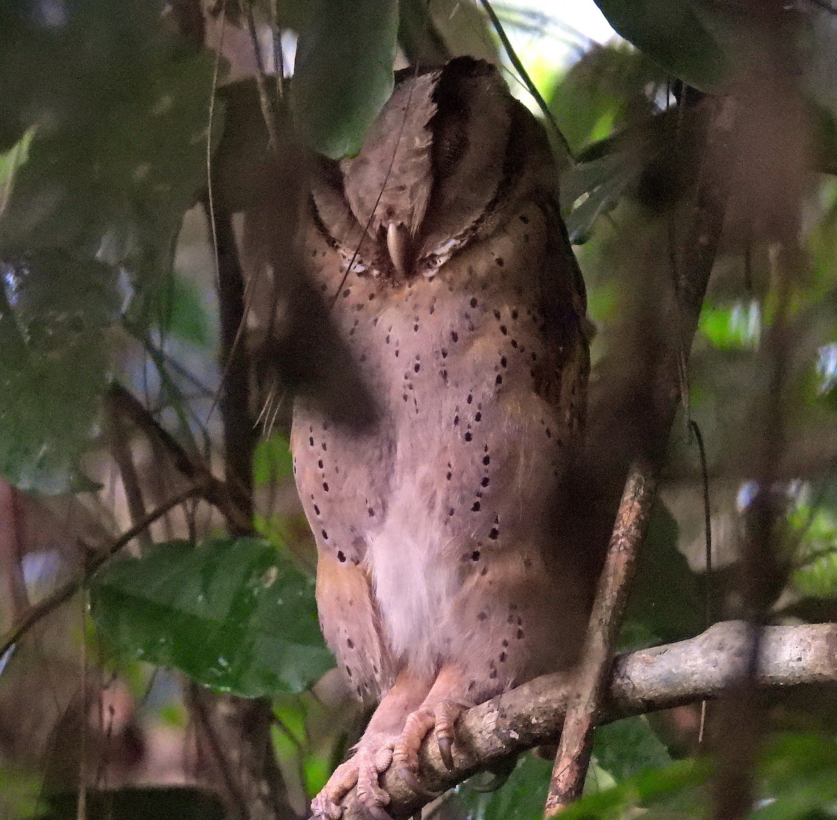 Sri Lanka Bay-Owl - ML633973020