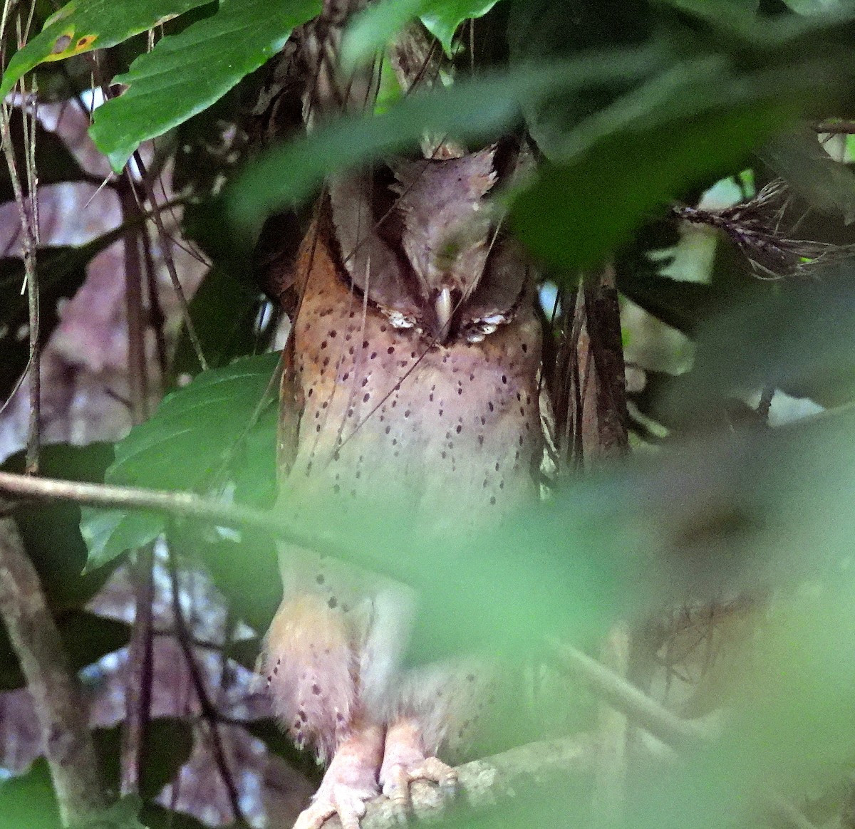 Sri Lanka Bay-Owl - ML633973021