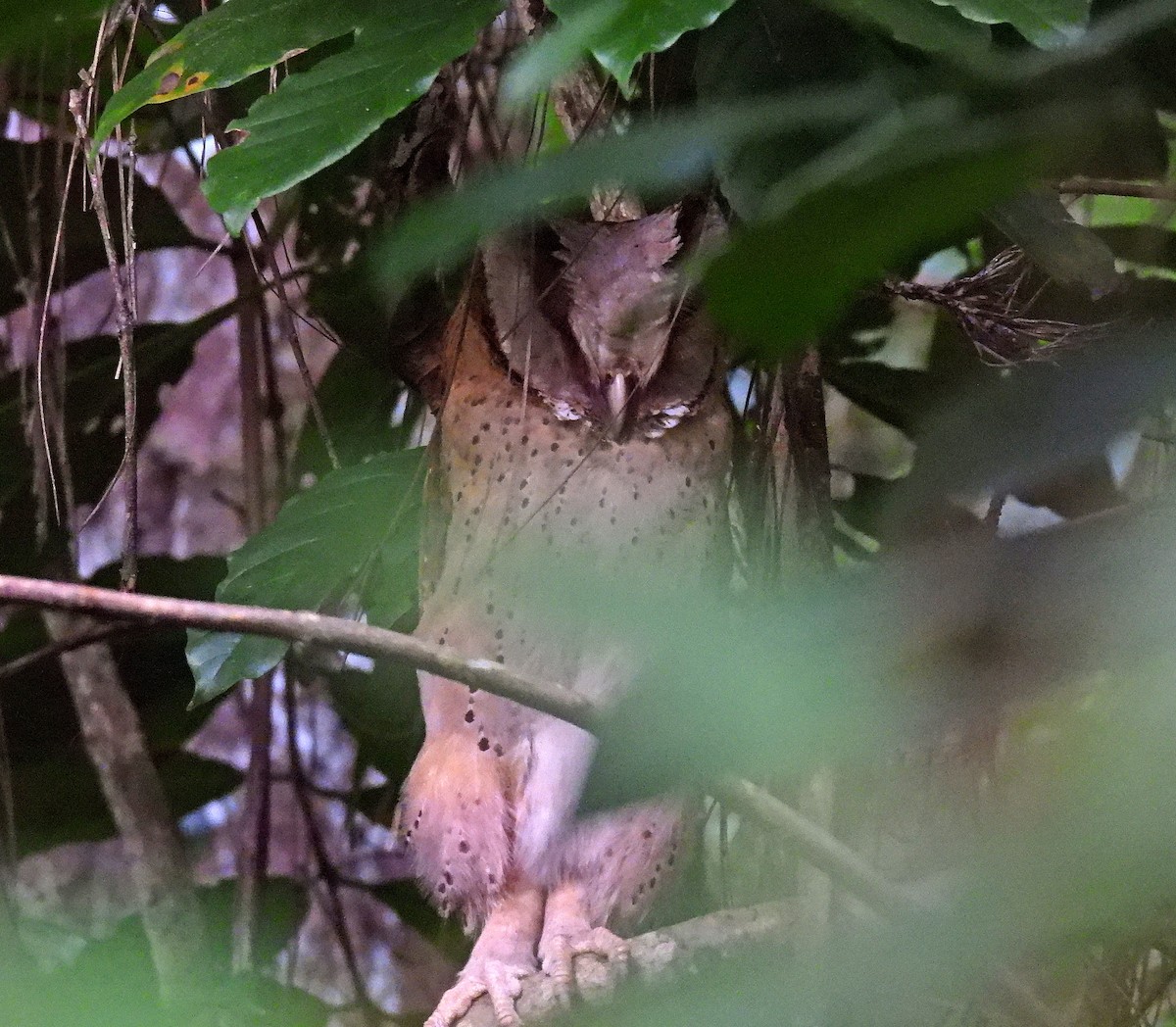 Sri Lanka Bay-Owl - ML633973022