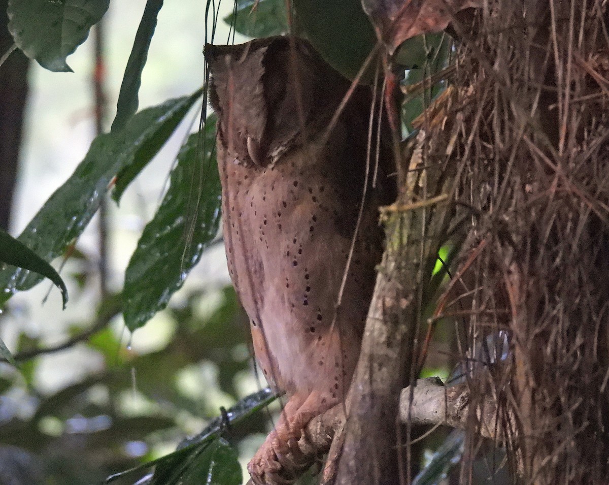Sri Lanka Bay-Owl - ML633973024