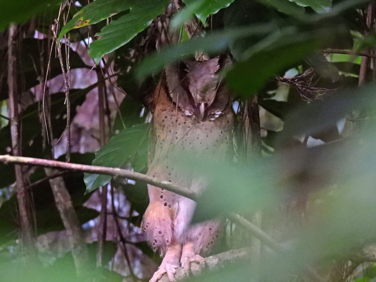 Sri Lanka Bay-Owl - ML633973025