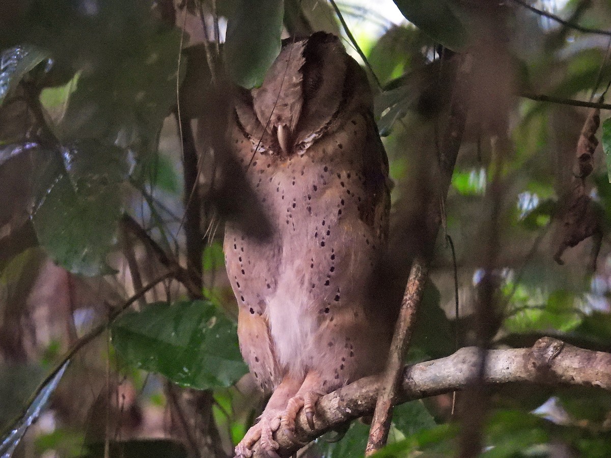 Sri Lanka Bay-Owl - ML633973029