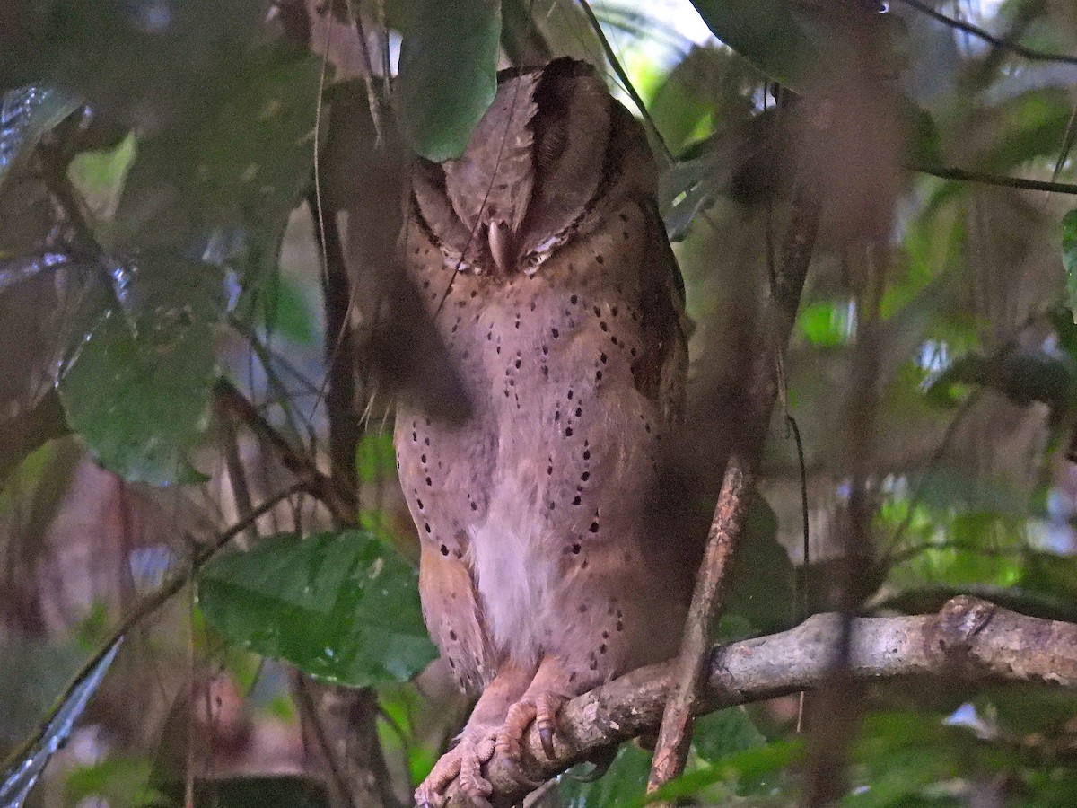 Sri Lanka Bay-Owl - ML633973030