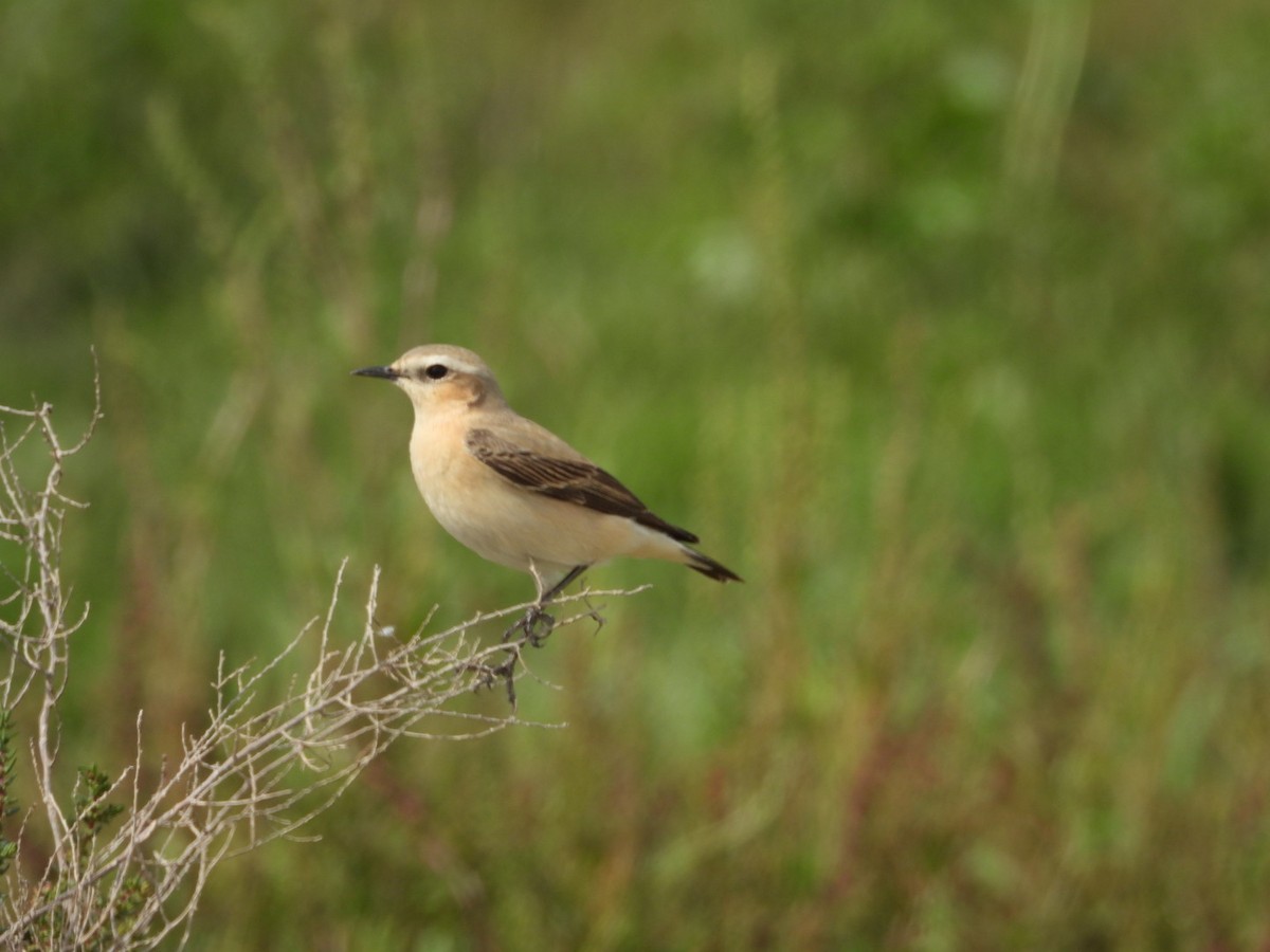 ハシグロヒタキ - ML633973117