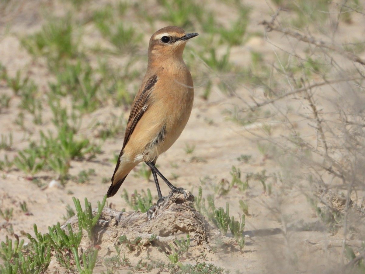 ハシグロヒタキ - ML633973118