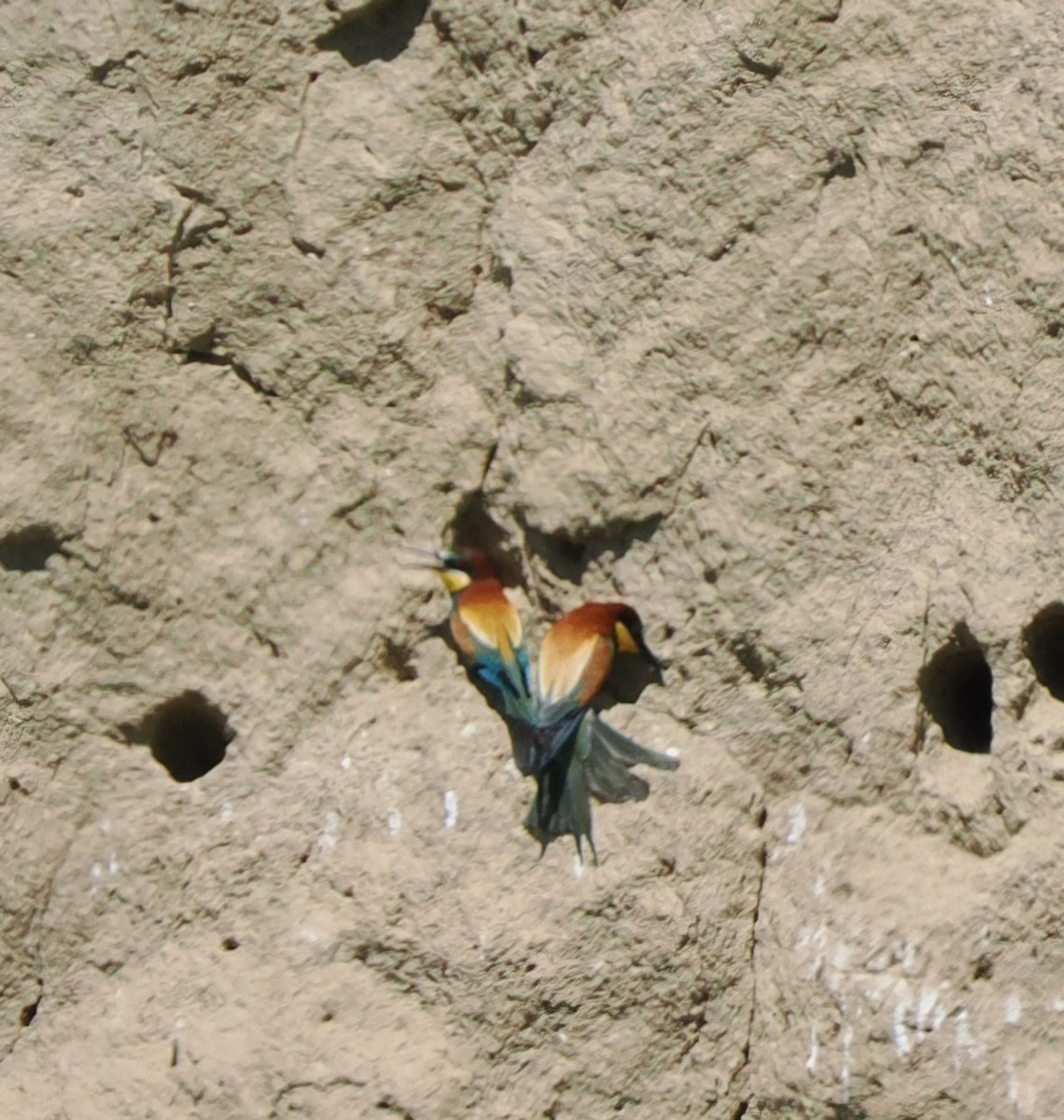 European Bee-eater - ML633973334