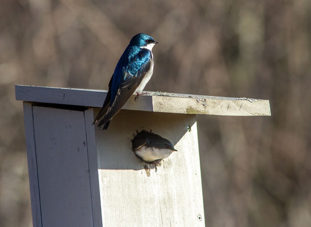 Tree Swallow - ML633973380
