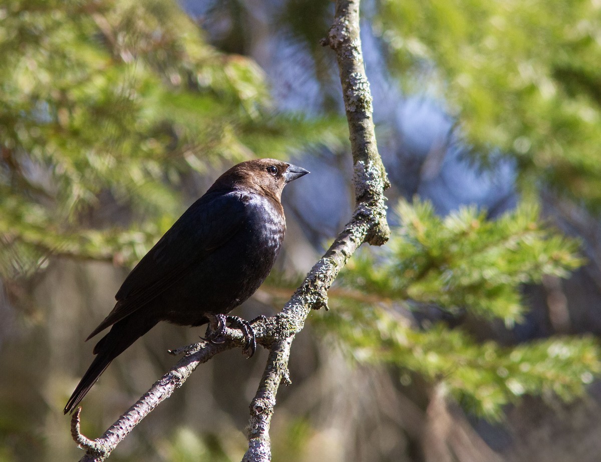 Brown-headed Cowbird - ML633973411