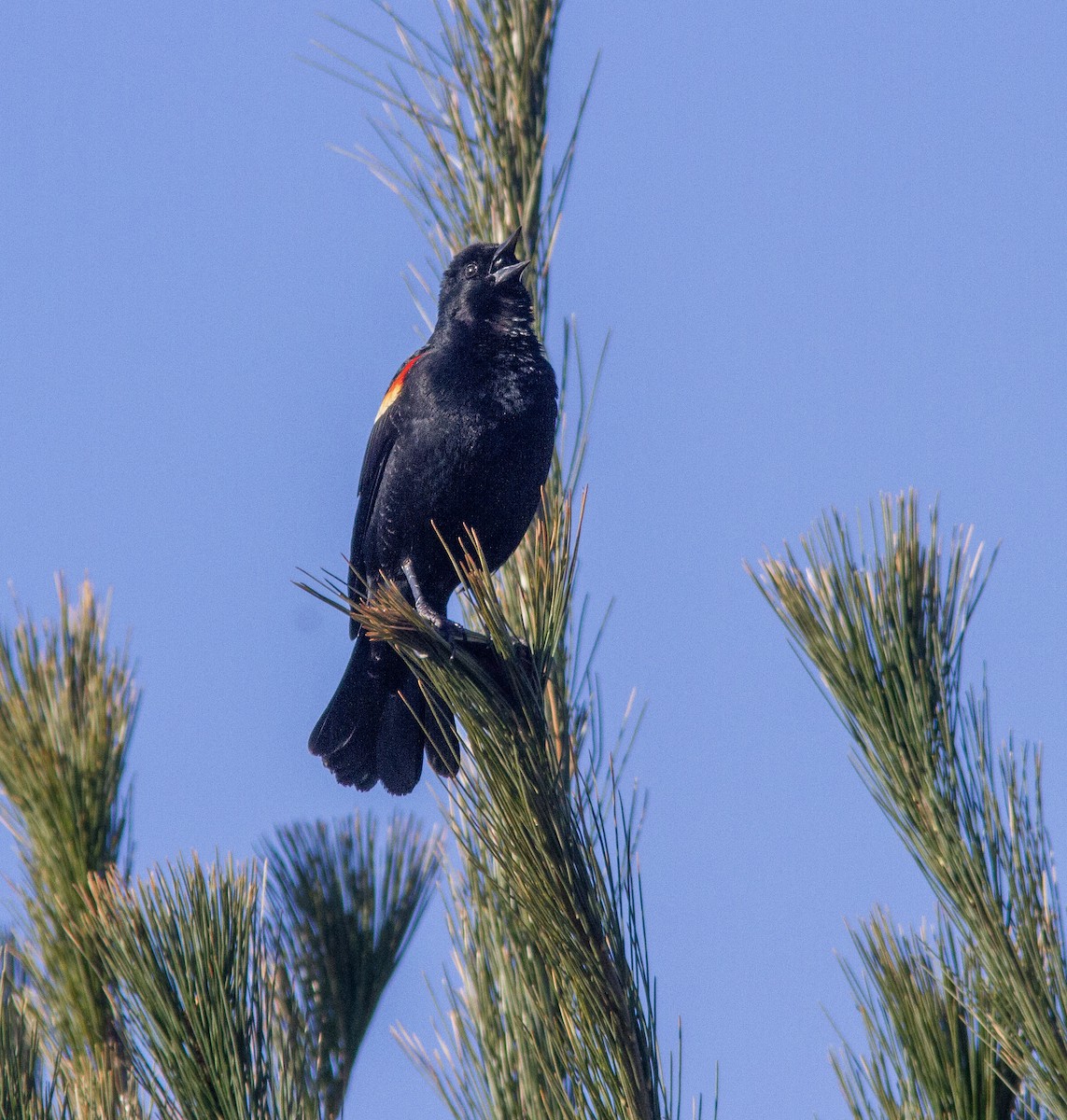 blackbird sp. - ML633973431