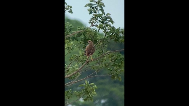 Savanna Hawk - ML633973454