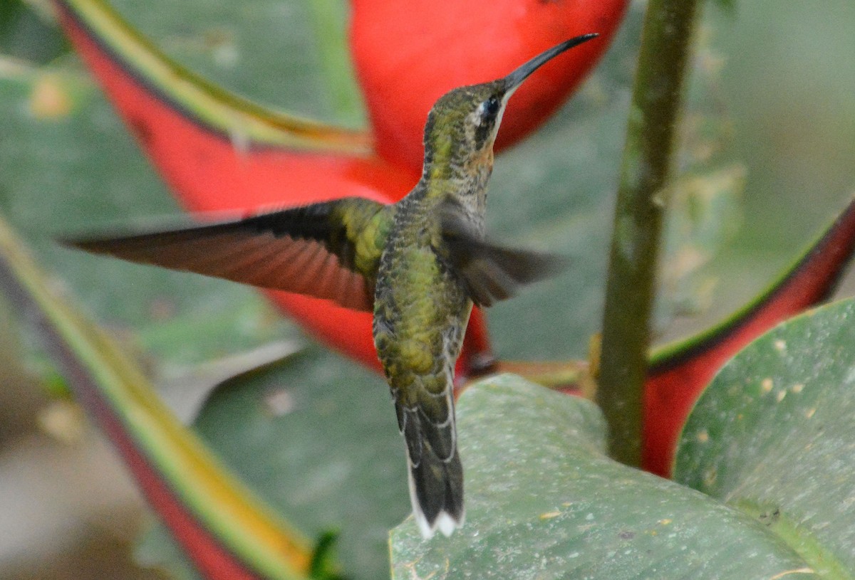 Pale-tailed Barbthroat - ML633973464