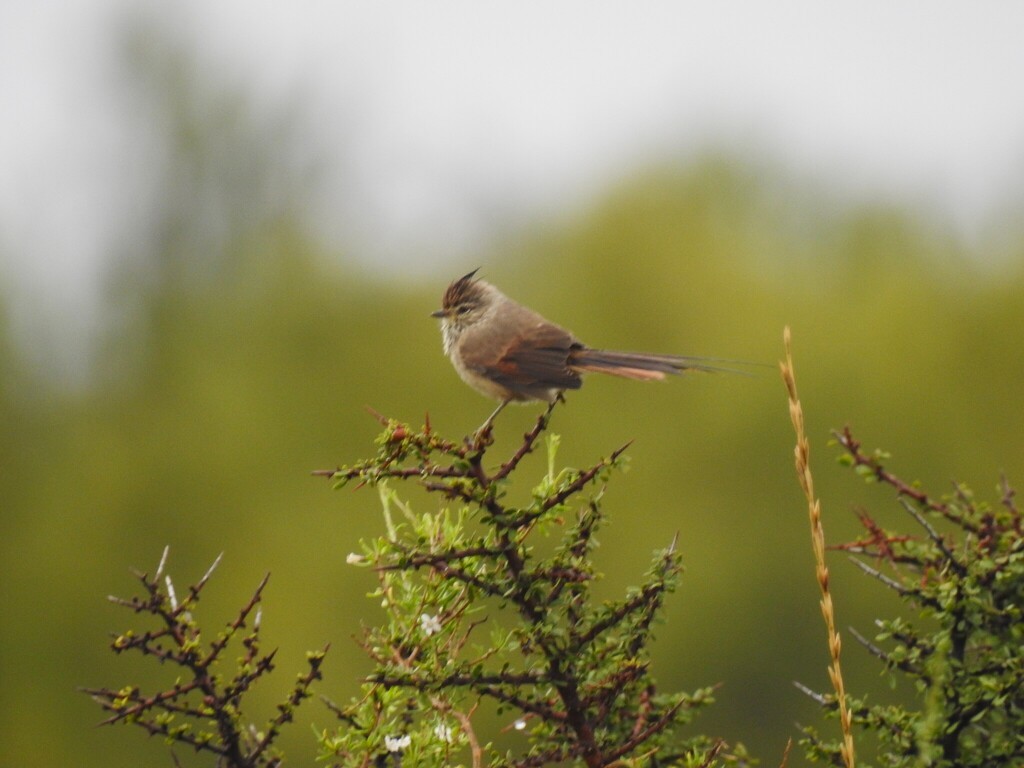 Tufted Tit-Spinetail - ML633973517