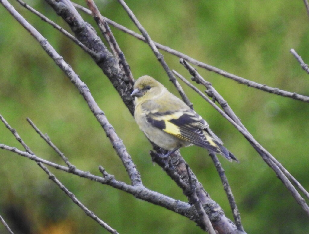 Hooded Siskin - ML633973540