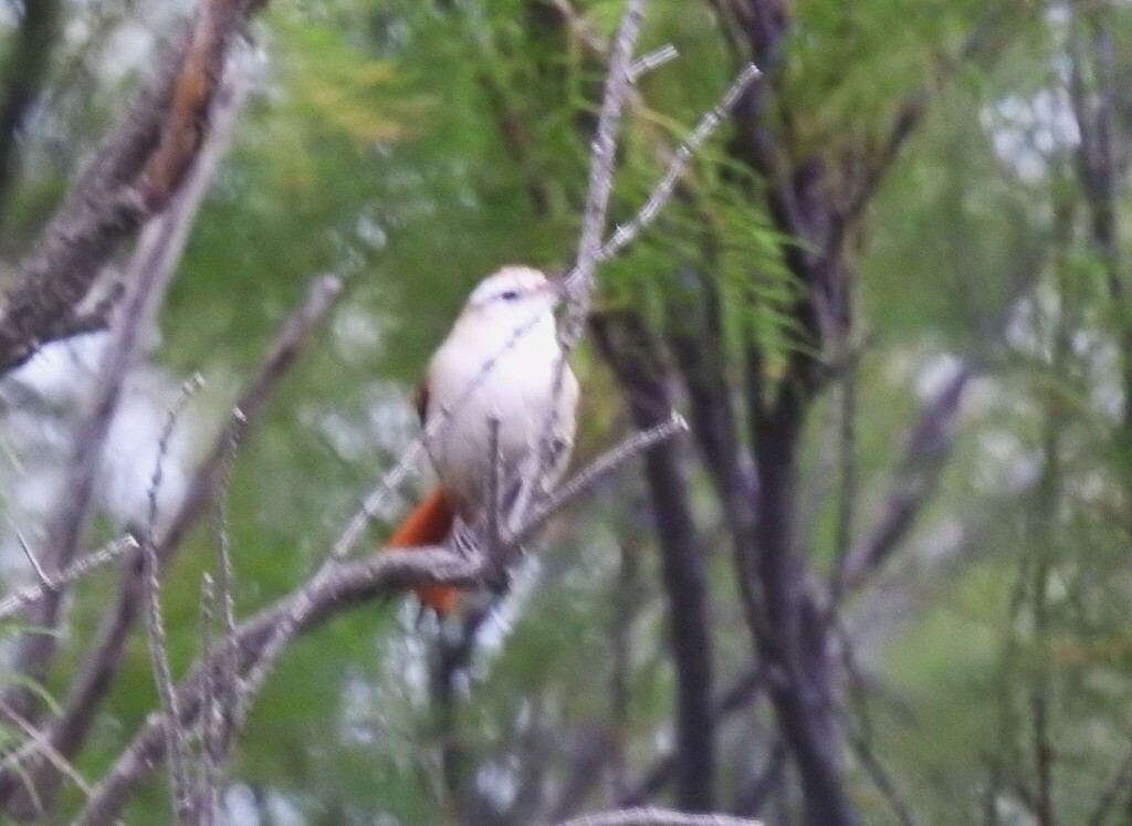 Stripe-crowned Spinetail - ML633973559