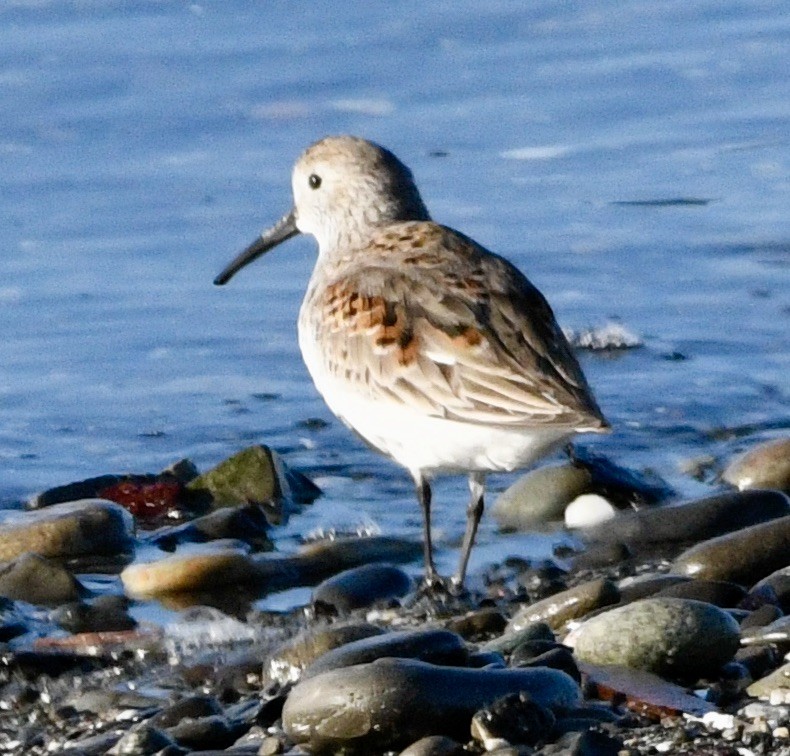 Dunlin - ML633973562