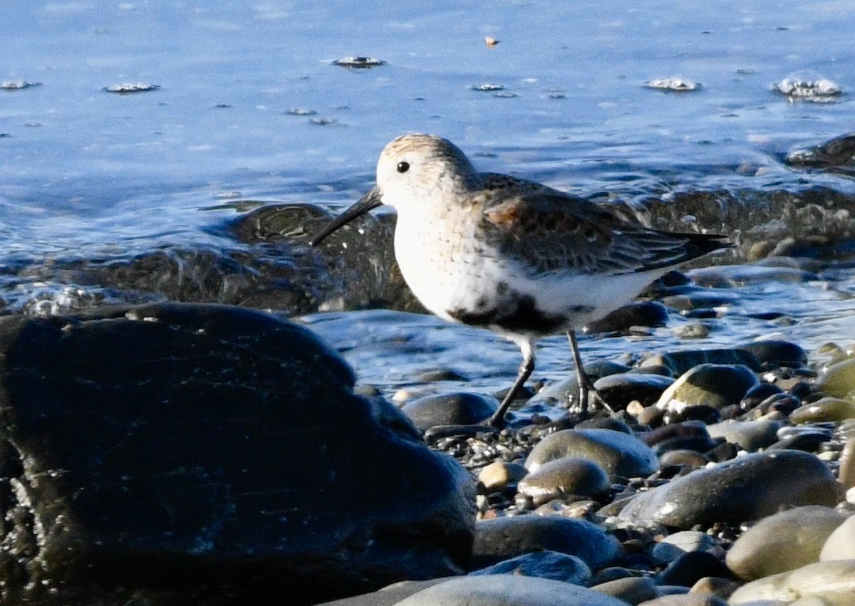 Dunlin - ML633973563