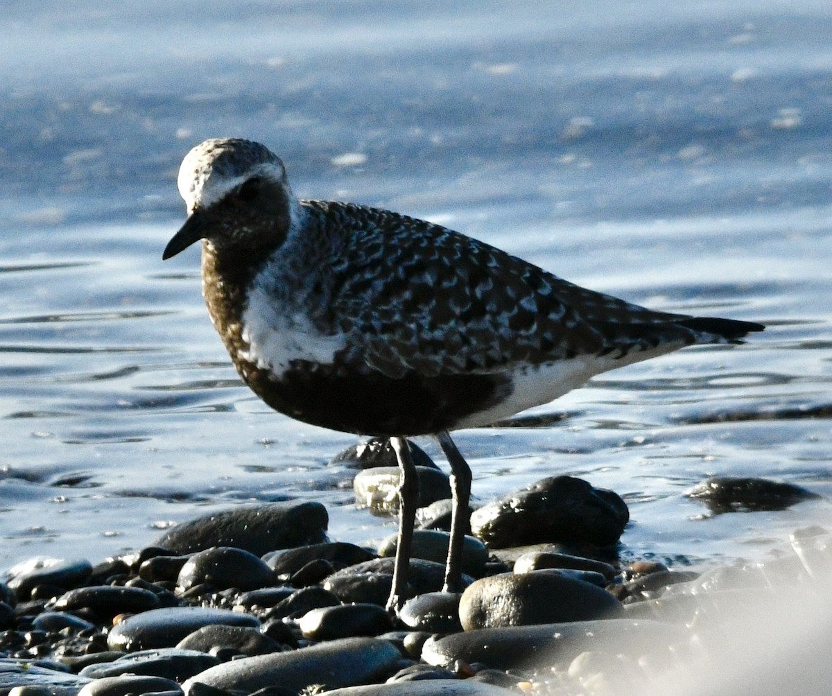 Black-bellied Plover - ML633973604
