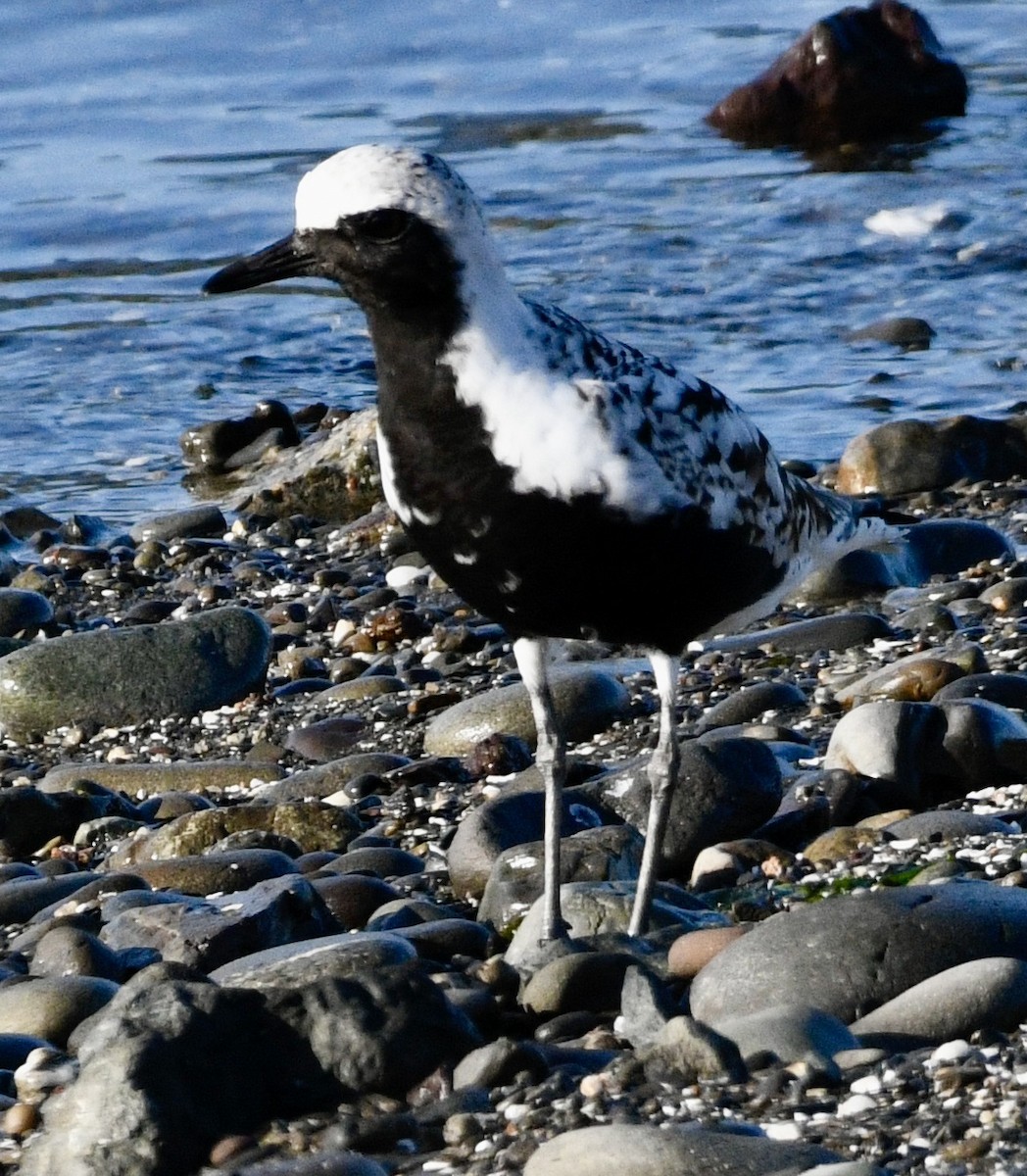 Black-bellied Plover - ML633973605