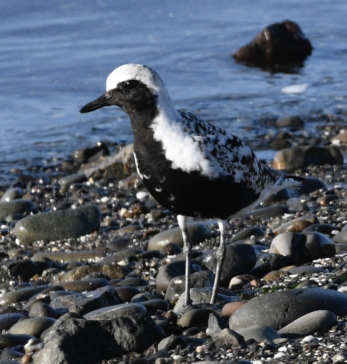 Black-bellied Plover - ML633973606