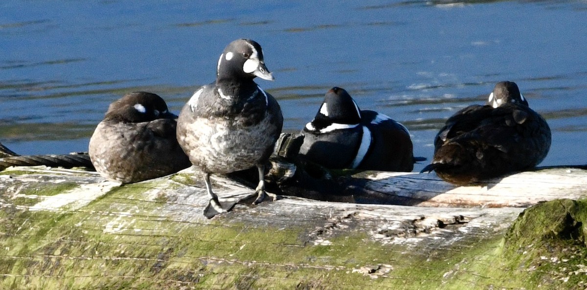 Harlequin Duck - ML633973626